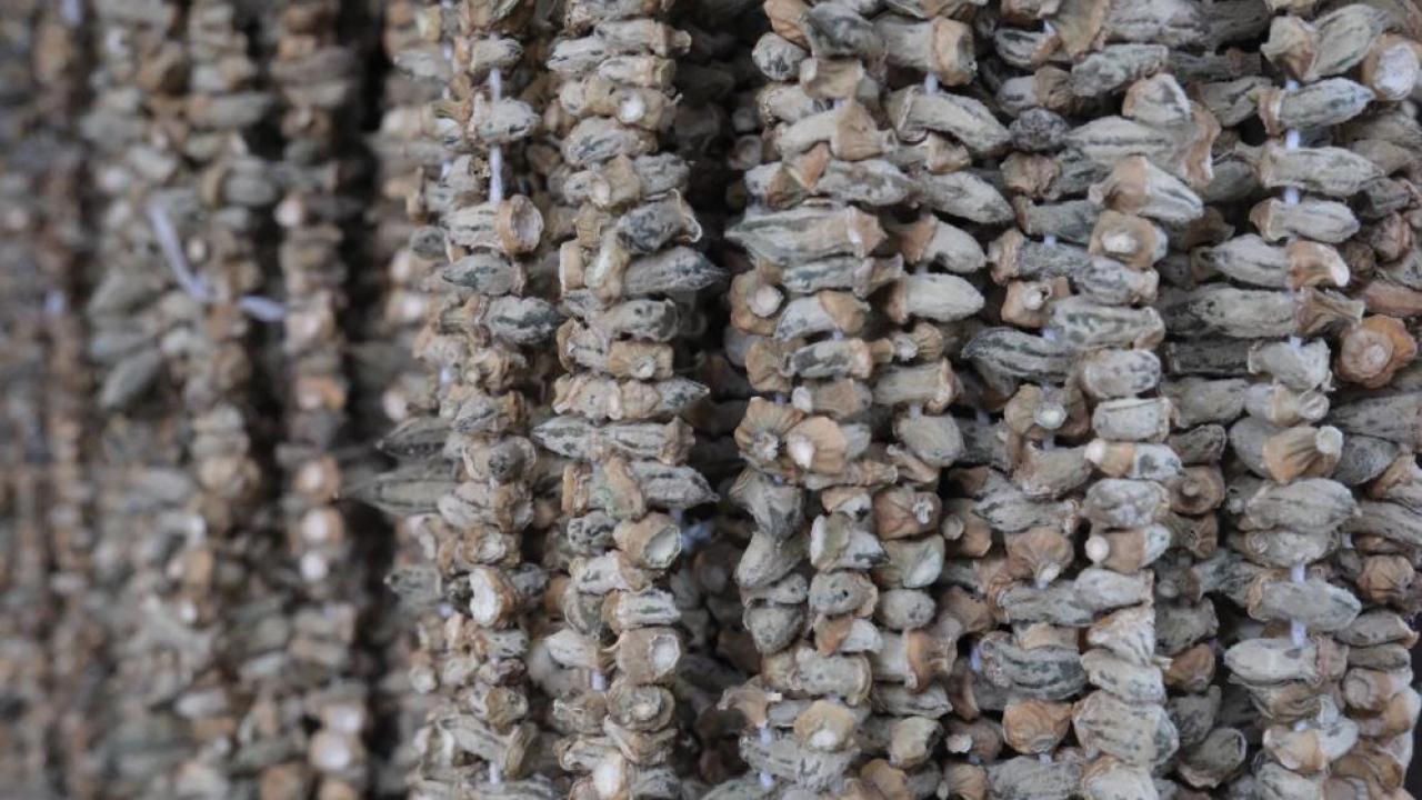 Gaziantep'in Kış Lezzeti: Kuru Bamya Tezgahlarda 2 Bin TL’den Satılıyor