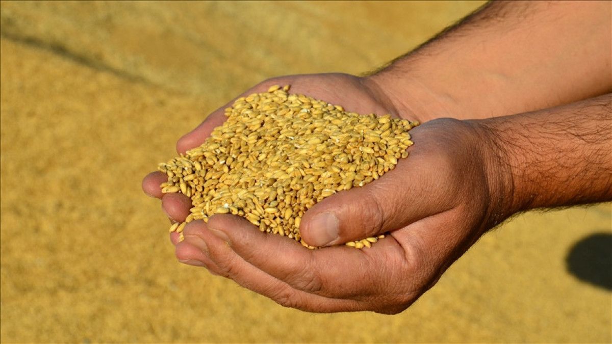 Güneydoğu Anadolu Bölgesi'nin 10 Aylık Hububat İhracatı 2,9 Milyar Doları Aştı