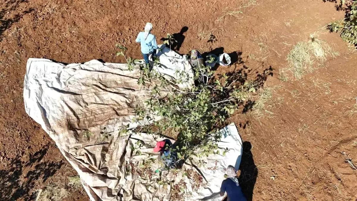 İdil Kurtuluş Köyünde Fıstık Hasadı Bereketi ve Bölgesel Kalkınmaya Katkıları