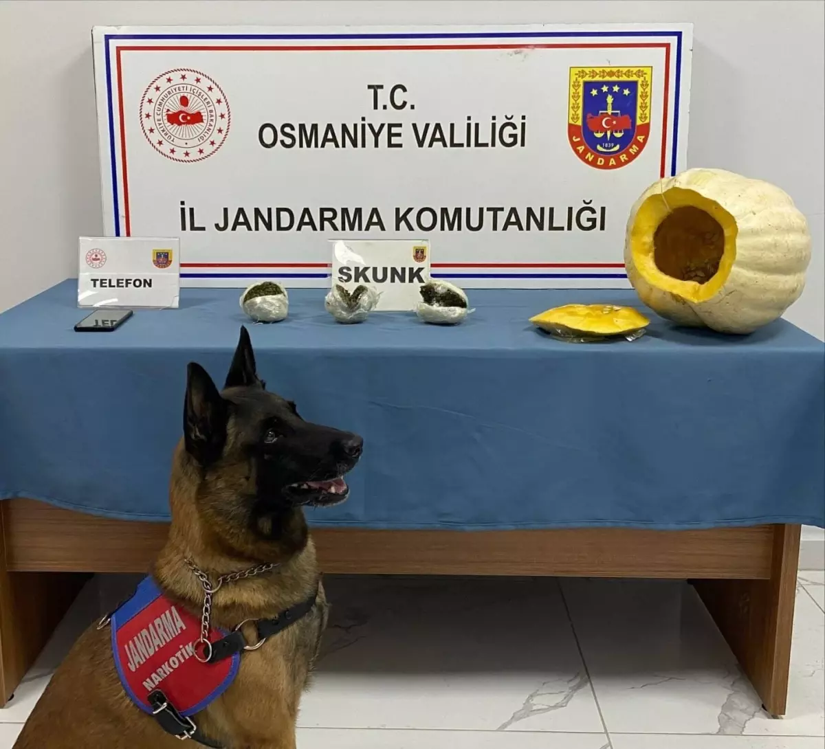 Osmaniye'de Jandarma Operasyonunda Skunk Ele Geçirildi: H.P. Tutuklandı