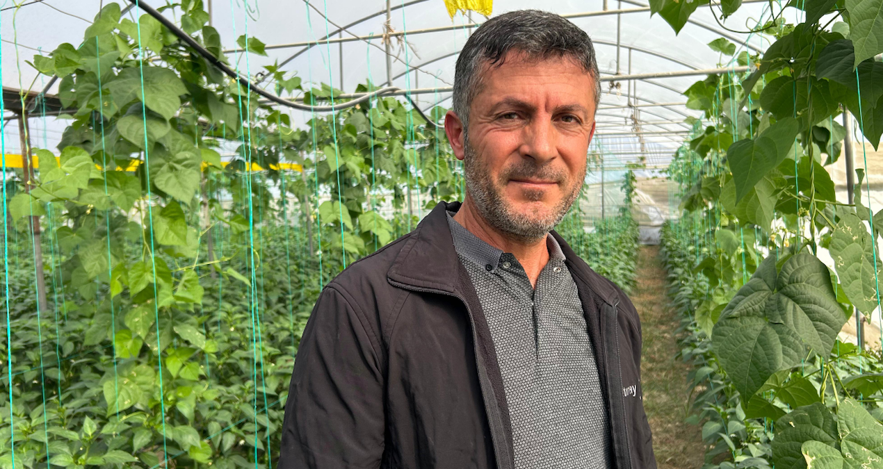 Samandağ Biberi Hasadı Başladı: Tarlada Gözyaşları Eşliğinde Toplanıyor