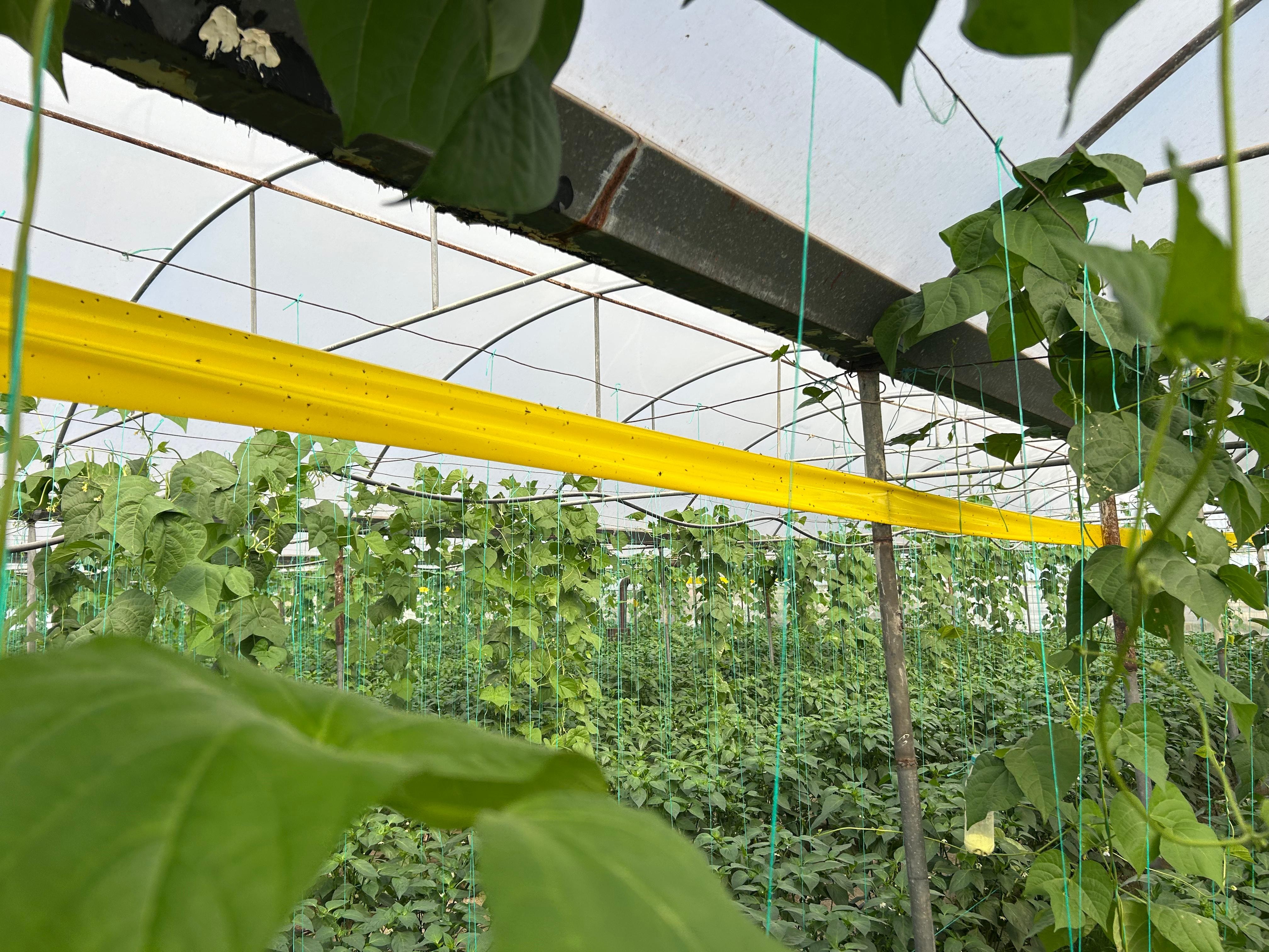 Samandağ Biberi Hasadı Başladı: Tarlada Gözyaşları Eşliğinde Toplanıyor