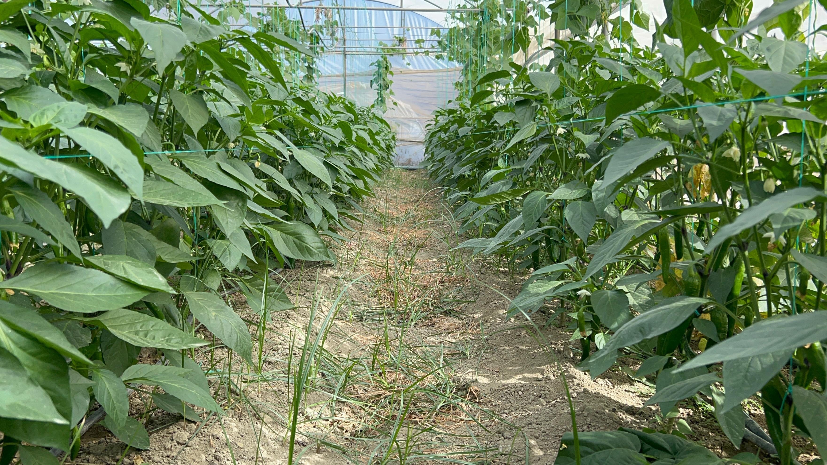 Samandağ Biberi Hasadı Başladı: Tarlada Gözyaşları Eşliğinde Toplanıyor