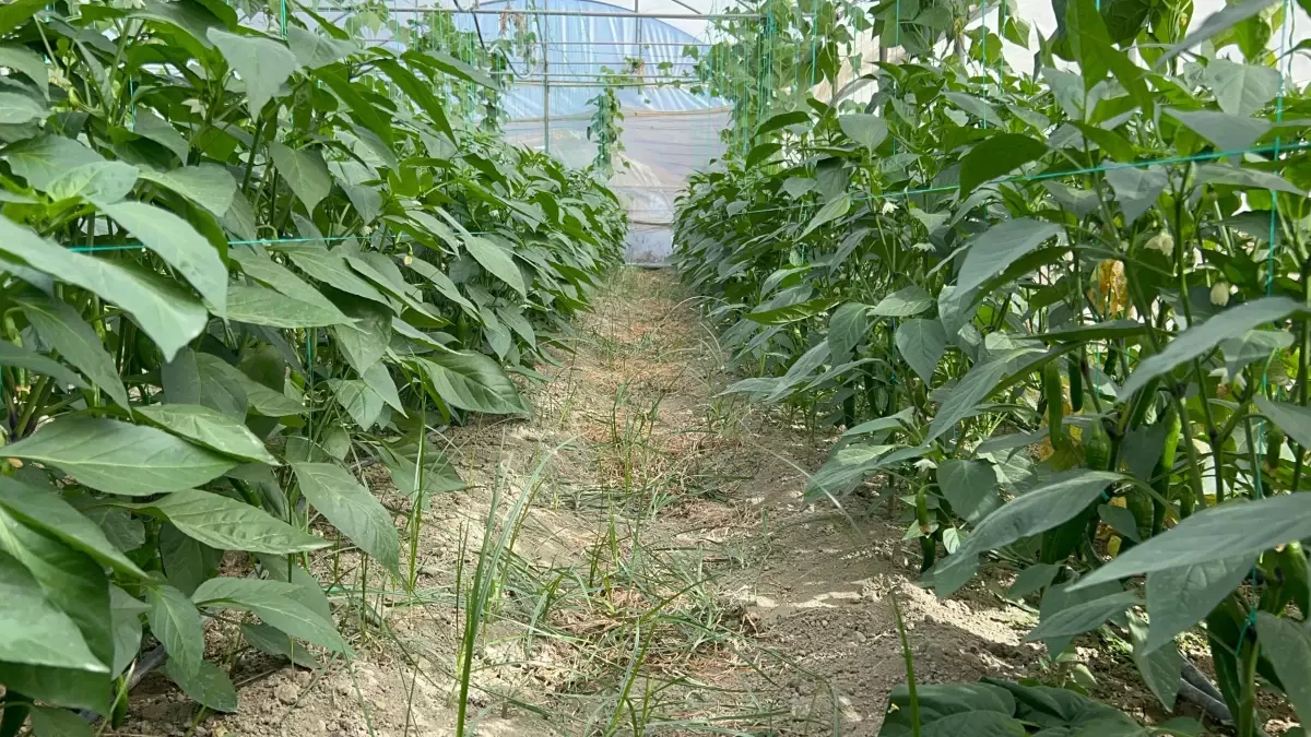 Türkiye'nin En Acı Biberi Samandağ Biberi Hasada Hazır