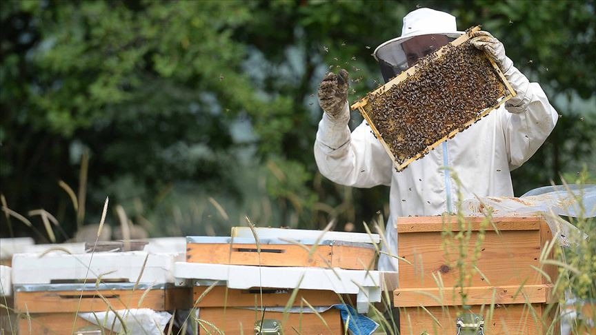 Yenice Ihlamur Balına AB'den Coğrafi İşaret Tescili