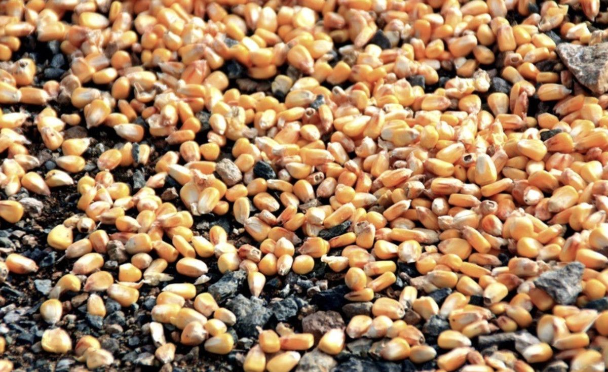 BM Yetkililerinden Su ve Gıda İsrafına Karşı Küresel İş Birliği Çağrısı