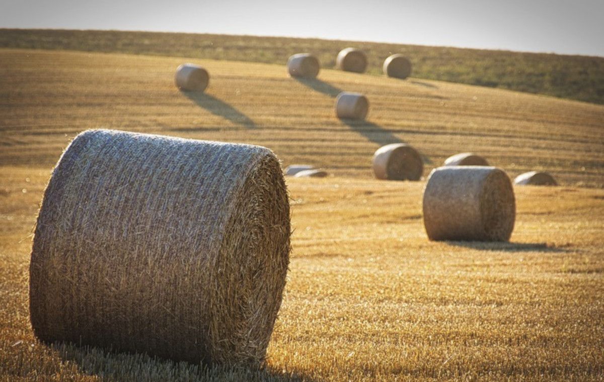 BM Yetkililerinden Su ve Gıda İsrafına Karşı Küresel İş Birliği Çağrısı