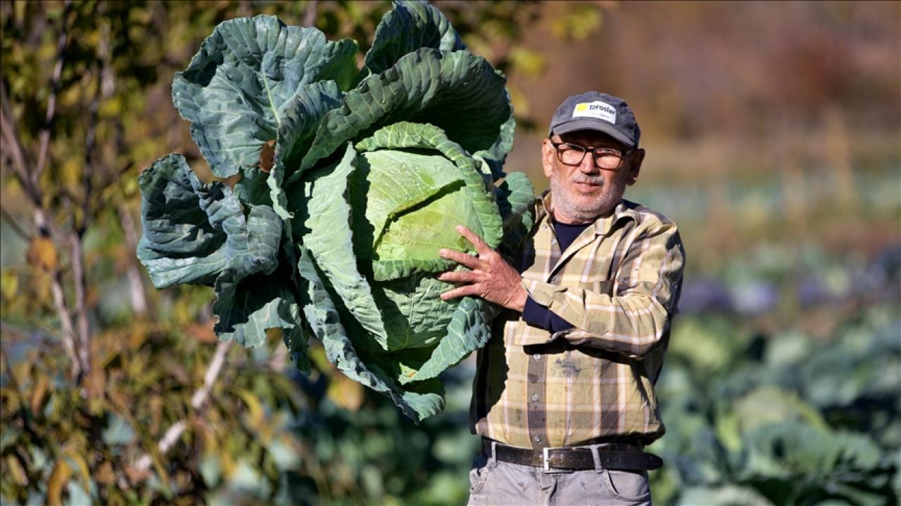 Emekli Bilal Tozluklu'nun Hobi Olarak Başladığı Hasanbeyli Lahana Yetiştiriciliği Gelir Kapısı Oldu