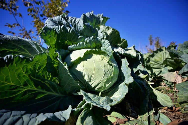 Emekli Bilal Tozluklu'nun Hobi Olarak Başladığı Hasanbeyli Lahana Yetiştiriciliği Gelir Kapısı Oldu
