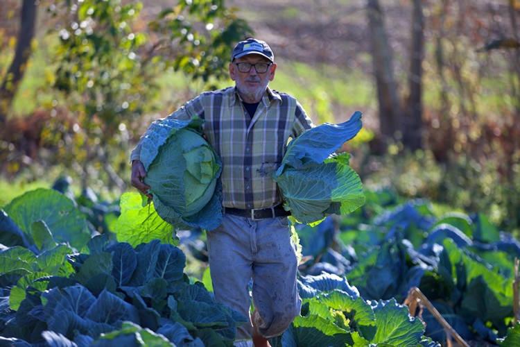 Emekli Bilal Tozluklu'nun Hobi Olarak Başladığı Hasanbeyli Lahana Yetiştiriciliği Gelir Kapısı Oldu