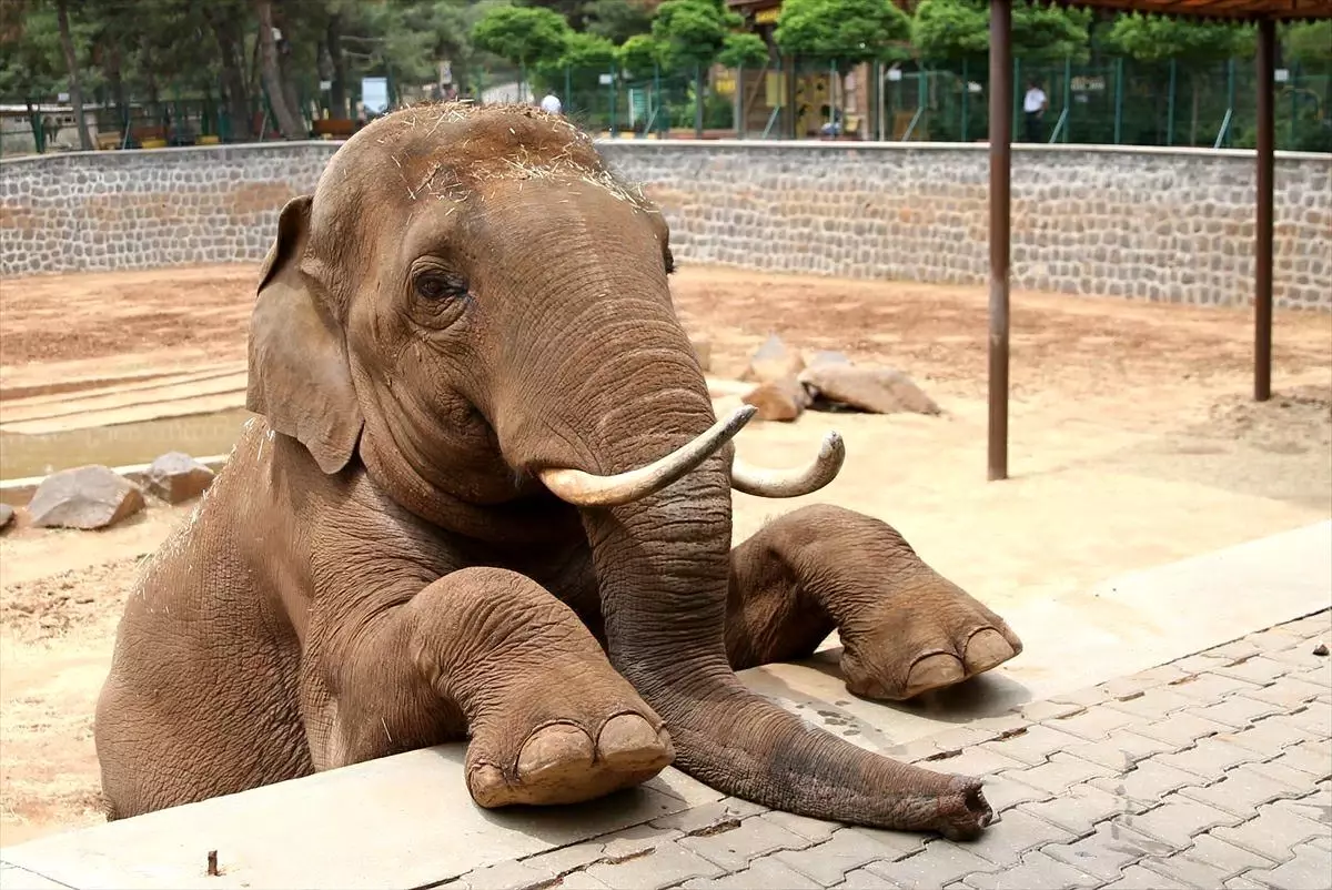 Fatma Şahin'den CHP'li Başarır'ın Fil Gabi İddialarına Net Yalanlama