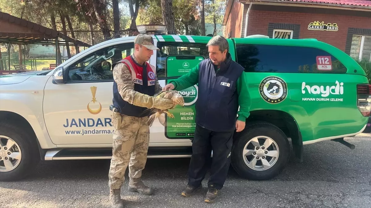 Gaziantep Şehitkamil'de Yaralı Kartal Jandarma Tarafından Kurtarıldı