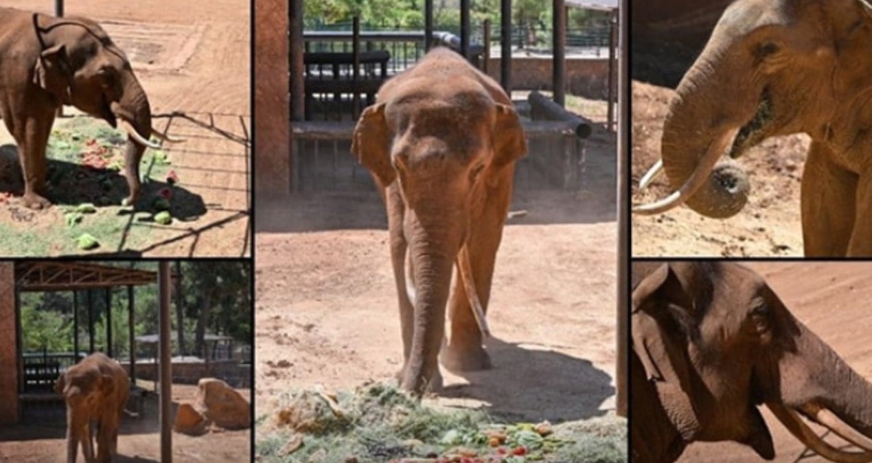 Gaziantep'te Dünyanın İlk Tüp Bebek Fili Gabi'nin Trajik Ölümü ve Hayvan Hakları Tartışmaları