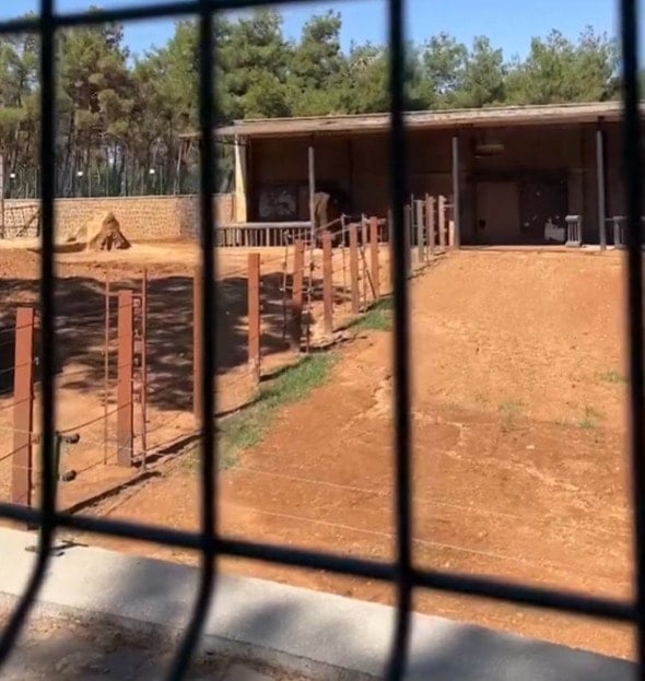 Gaziantep'te Dünyanın İlk Tüp Bebek Fili Gabi'nin Trajik Ölümü ve Hayvan Hakları Tartışmaları