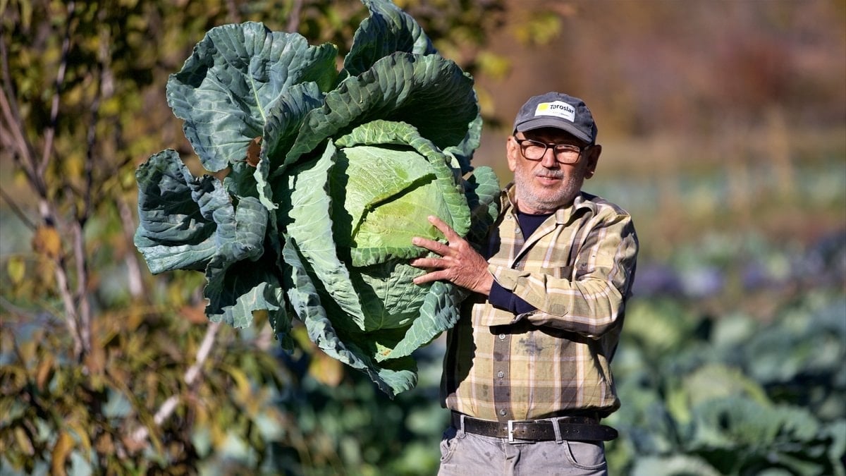 Hasanbeyli Ata Tohumu Lahanası Osmaniye'de Geçim Kaynağına Dönüştü