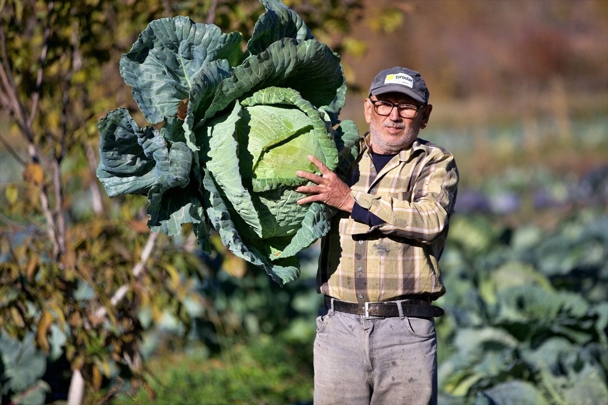 Hasanbeyli Ata Tohumu Lahanası Osmaniye'de Geçim Kaynağına Dönüştü
