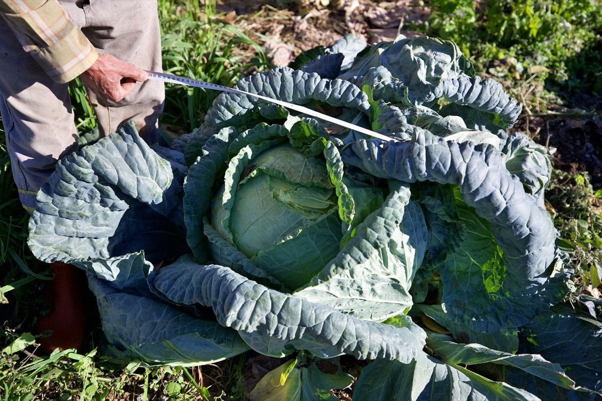 Hasanbeyli Ata Tohumu Lahanası Osmaniye'de Geçim Kaynağına Dönüştü
