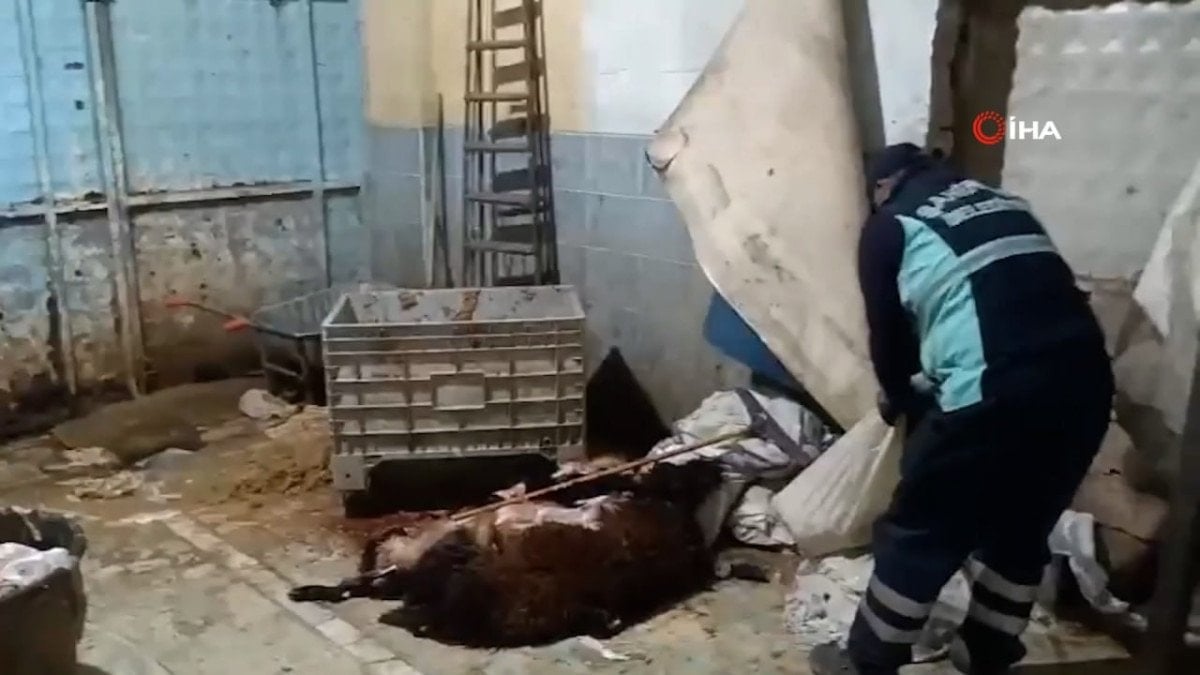 Gaziantep'te 1300 Kilo Sağlıksız Sakatat Yakalandı ve İmha Edildi