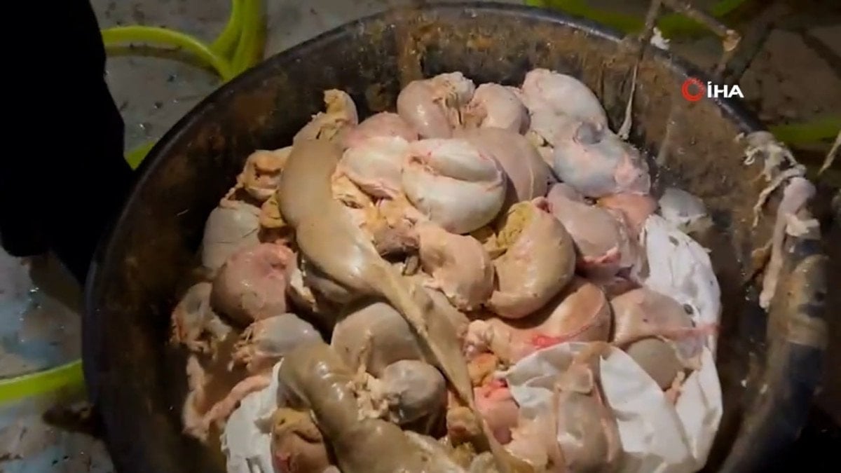 Gaziantep'te 1300 Kilo Sağlıksız Sakatat Yakalandı ve İmha Edildi