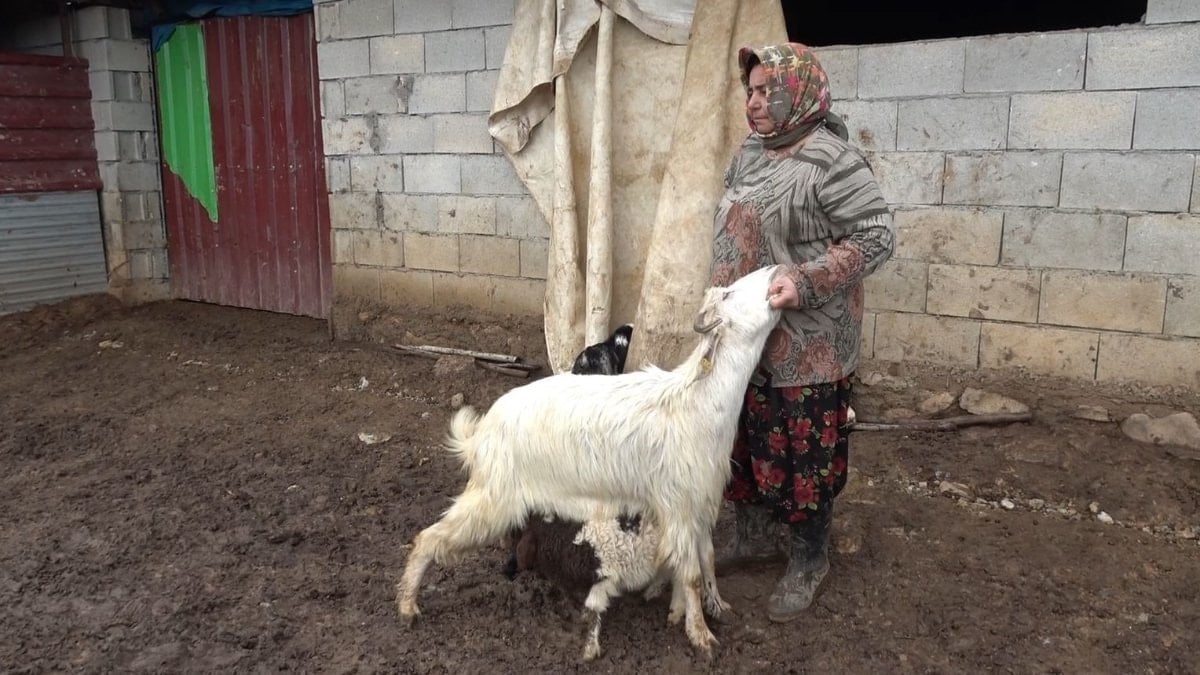 Gümüşhane'de Keçiler Annesi Kabul Etmeyen Kuzuyu Sahiplendi