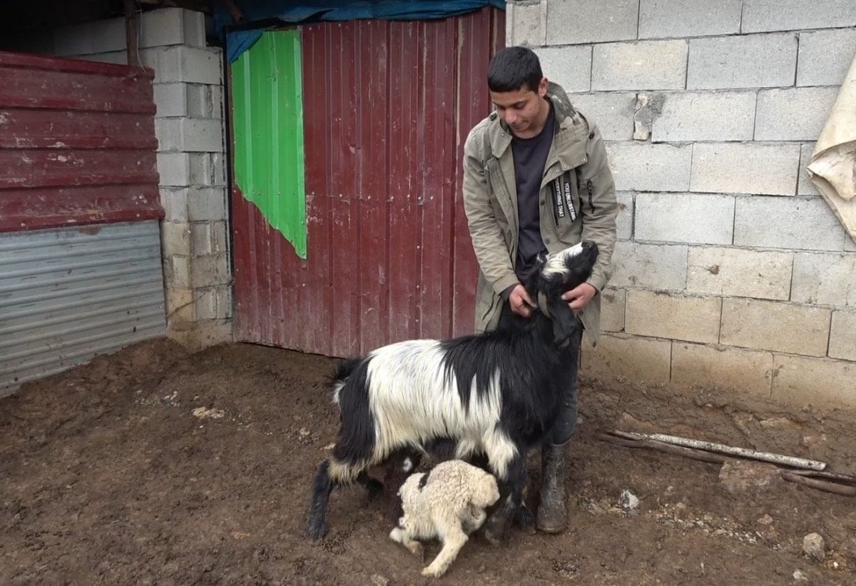 Gümüşhane'de Keçiler Annesi Kabul Etmeyen Kuzuyu Sahiplendi