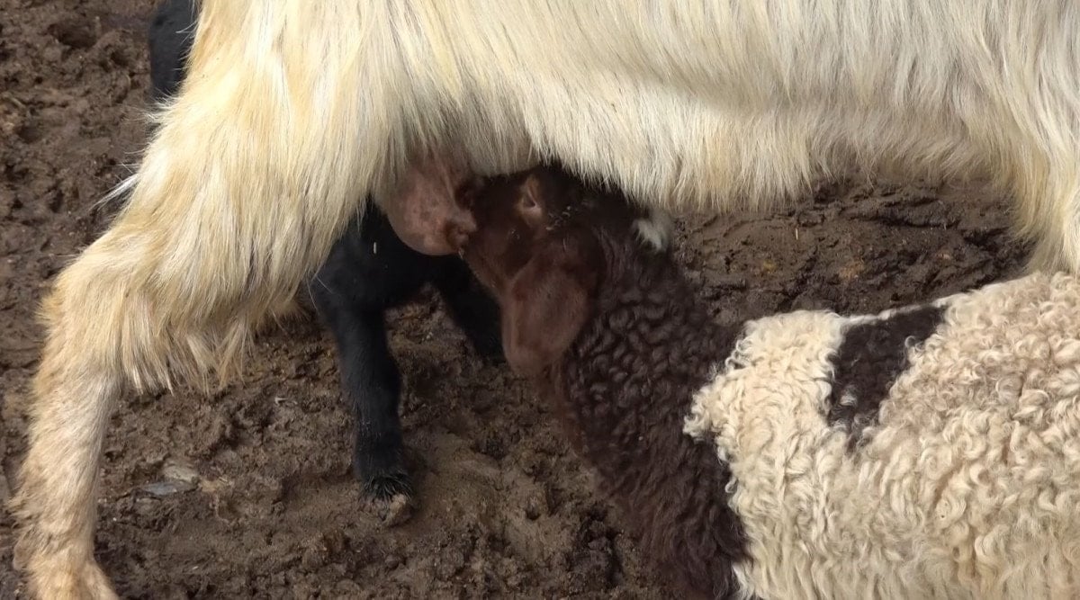Gümüşhane'de Keçiler Annesi Kabul Etmeyen Kuzuyu Sahiplendi