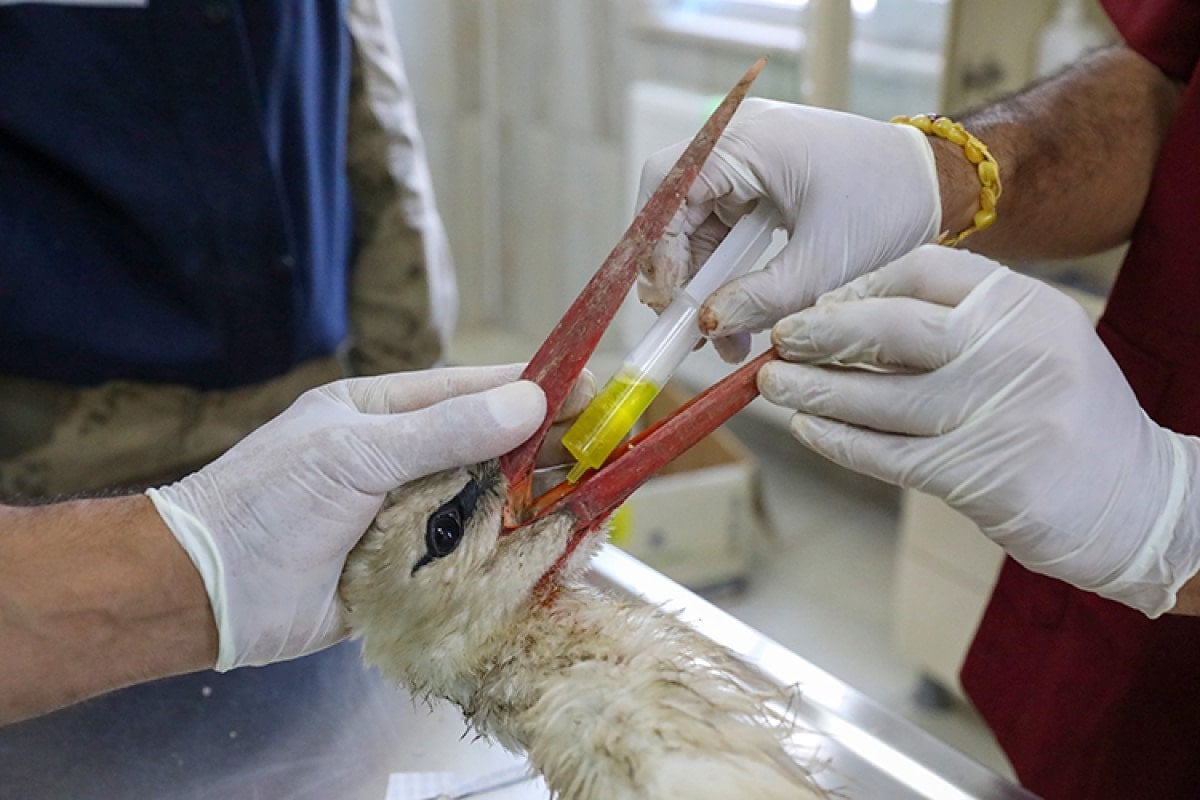 Geçen yıl 11 bin yaban hayvanı tedavi edilerek doğaya salındı