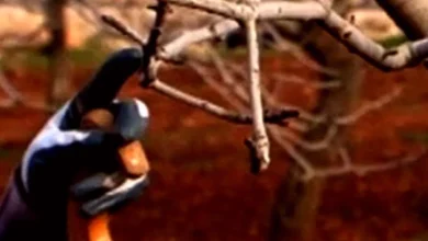 Antep Fıstığı Budama - Antep Fıstığı Budama Eğitimi Başladı