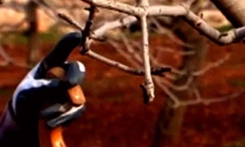 Antep Fıstığı Budama - Antep Fıstığı Budama Eğitimi Başladı