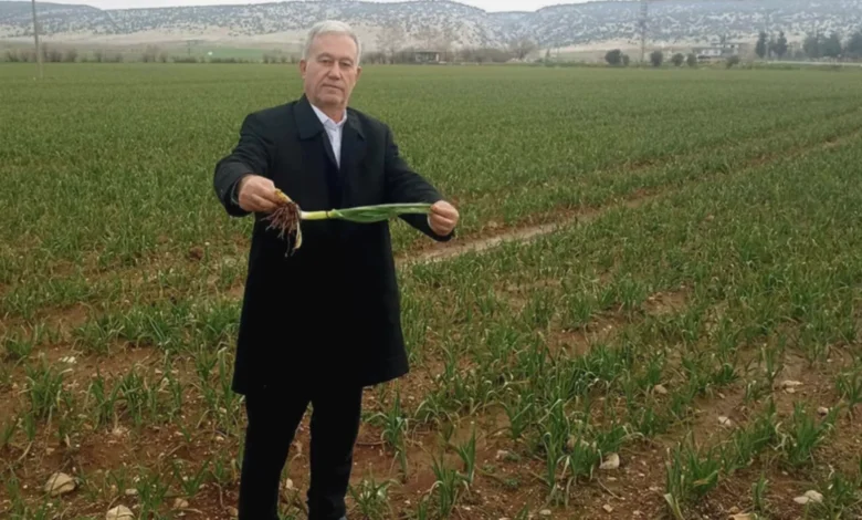 Araban sarımsağı bereketi - Araban Sarımsağı: Yağmur Bereketi Geldi