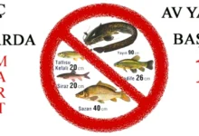 Balık Yasağı - Balık Yasağı Delindi: 2 Kişi Yakalandı