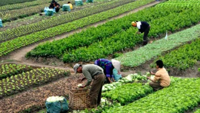 Tarımsal Üretim - Yağışlar, Tarımsal Üretime Bereket Getirdi