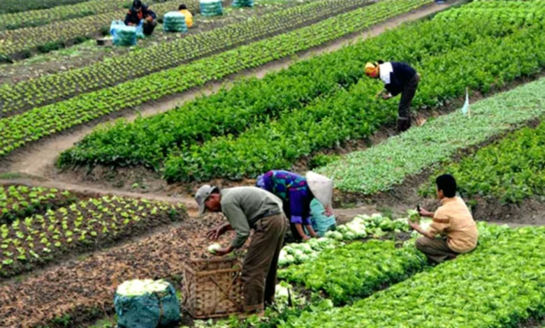 Tarımsal Üretim - Yağışlar, Tarımsal Üretime Bereket Getirdi