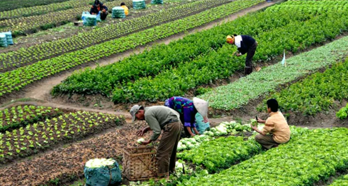 Tarımsal Üretim - Yağışlar, Tarımsal Üretime Bereket Getirdi