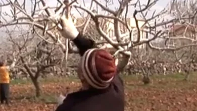 antep fıstık budama - Fıstıkta Budama: Verim Yükseliyor