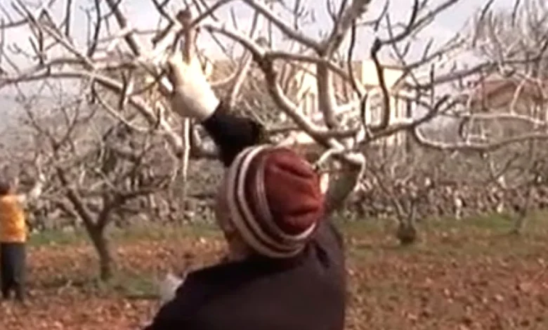 antep fıstık budama - Fıstıkta Budama: Verim Yükseliyor