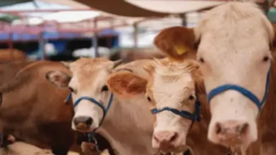 Kurbanlık Fiyatları - Kurbanlık Fiyatları Cep Yakıyor