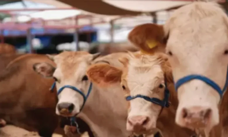 Kurbanlık Fiyatları - Kurbanlık Fiyatları Cep Yakıyor