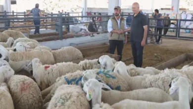 şap kabusu kurban - Şap Kabusu: Gaziantep Kurban Pazarları Tehlikede