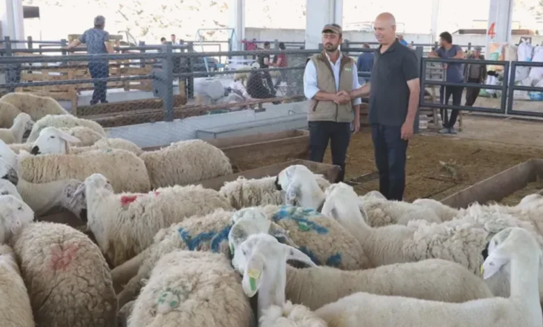 şap kabusu kurban - Şap Kabusu: Gaziantep Kurban Pazarları Tehlikede