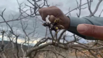 Antep fıstığı kuraklık - Antep Fıstığı Kuraklık Endişesini Attı