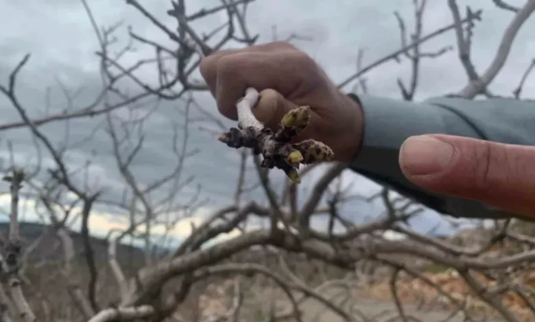 Antep fıstığı kuraklık - Antep Fıstığı Kuraklık Endişesini Attı