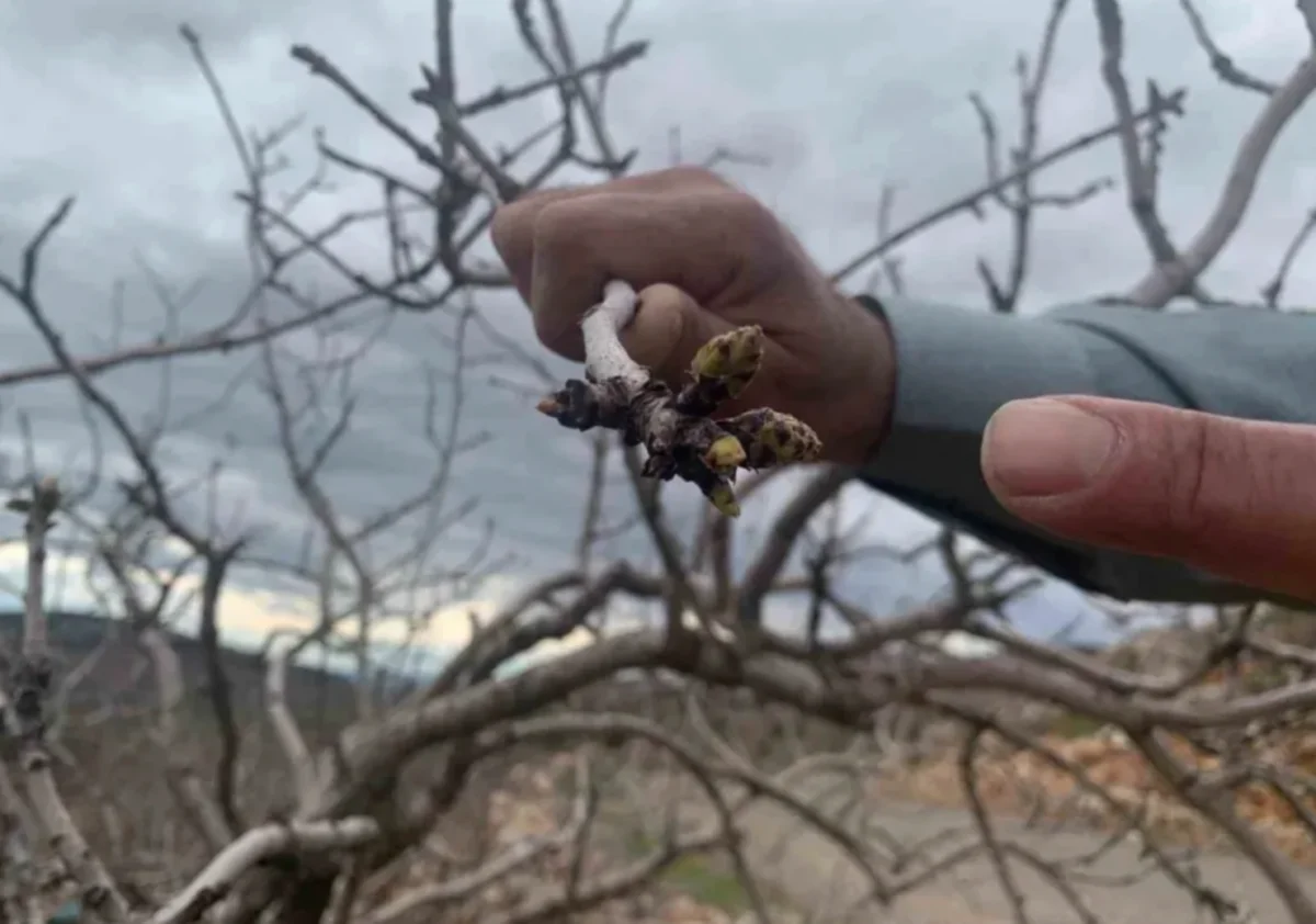 Antep Fıstığı Kuraklık Endişesini Attı