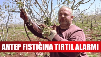 Antep fıstığı tırtıl - Antep Fıstığı Tırtıl: Fıstık Bahçeleri Tırtıl Tehdidinde!