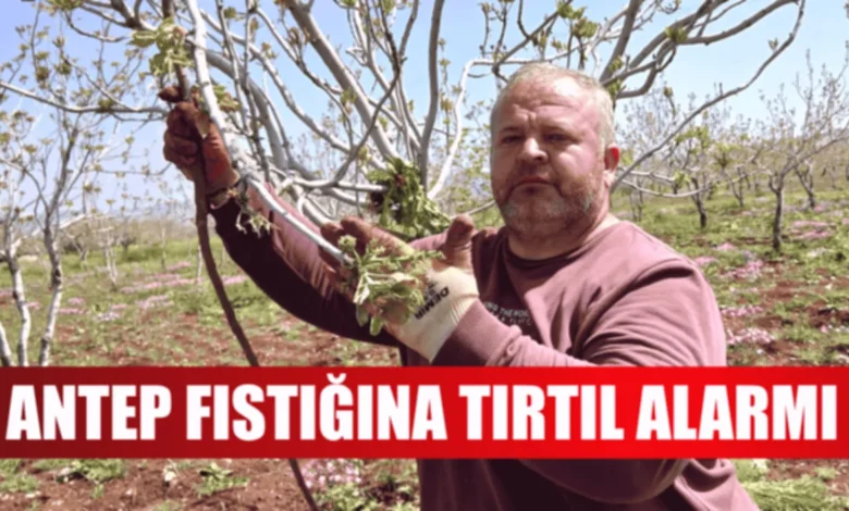 Antep fıstığı tırtıl - Antep Fıstığı Tırtıl: Fıstık Bahçeleri Tırtıl Tehdidinde!