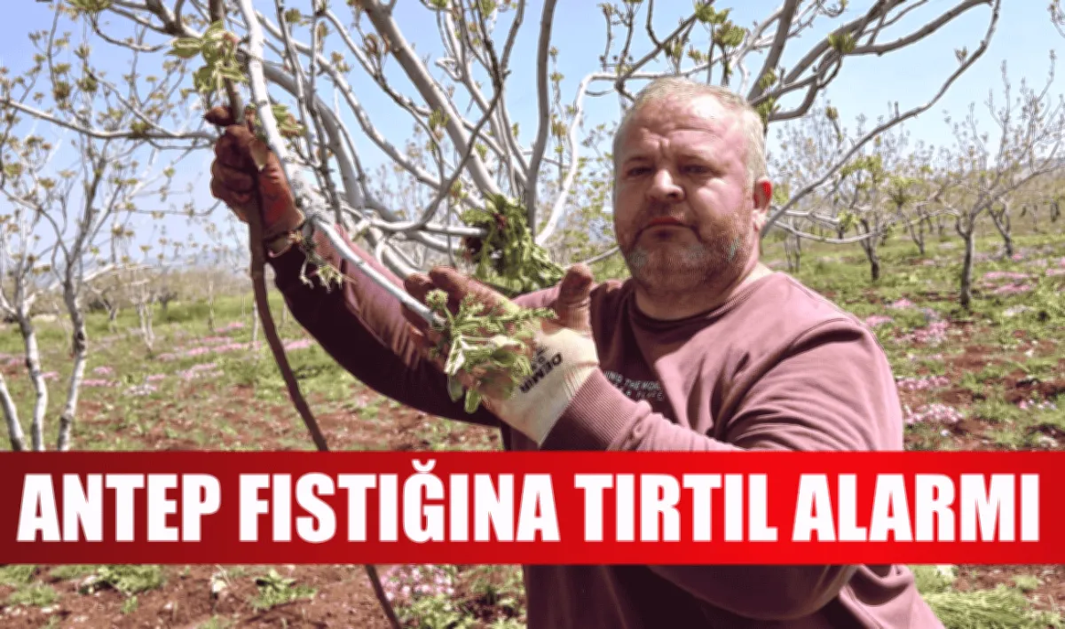 Antep Fıstığı Tırtıl: Fıstık Bahçeleri Tırtıl Tehdidinde!