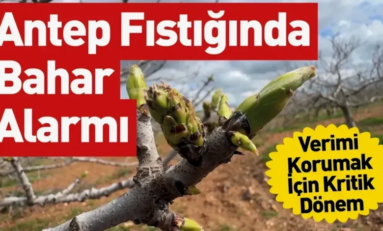 Antep fıstığı zararlı - Antep Fıstığı Üreticisine Zararlı Uyarısı