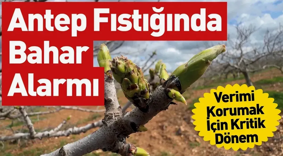 Antep Fıstığı Üreticisine Zararlı Uyarısı