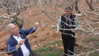 Antep Fıstığı Bereket - Antep Fıstığı: Yağmur Bereket Getirdi