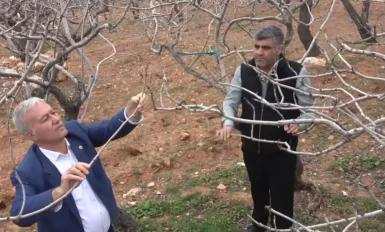 Antep Fıstığı Bereket - Antep Fıstığı: Yağmur Bereket Getirdi